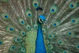 peacock2